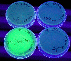 sample 6a transformation lab